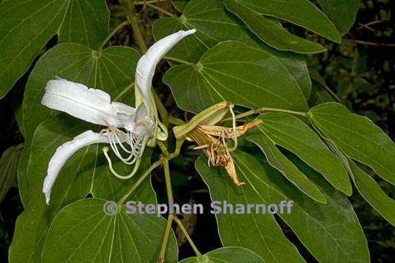 bauhinia forficata 3 graphic